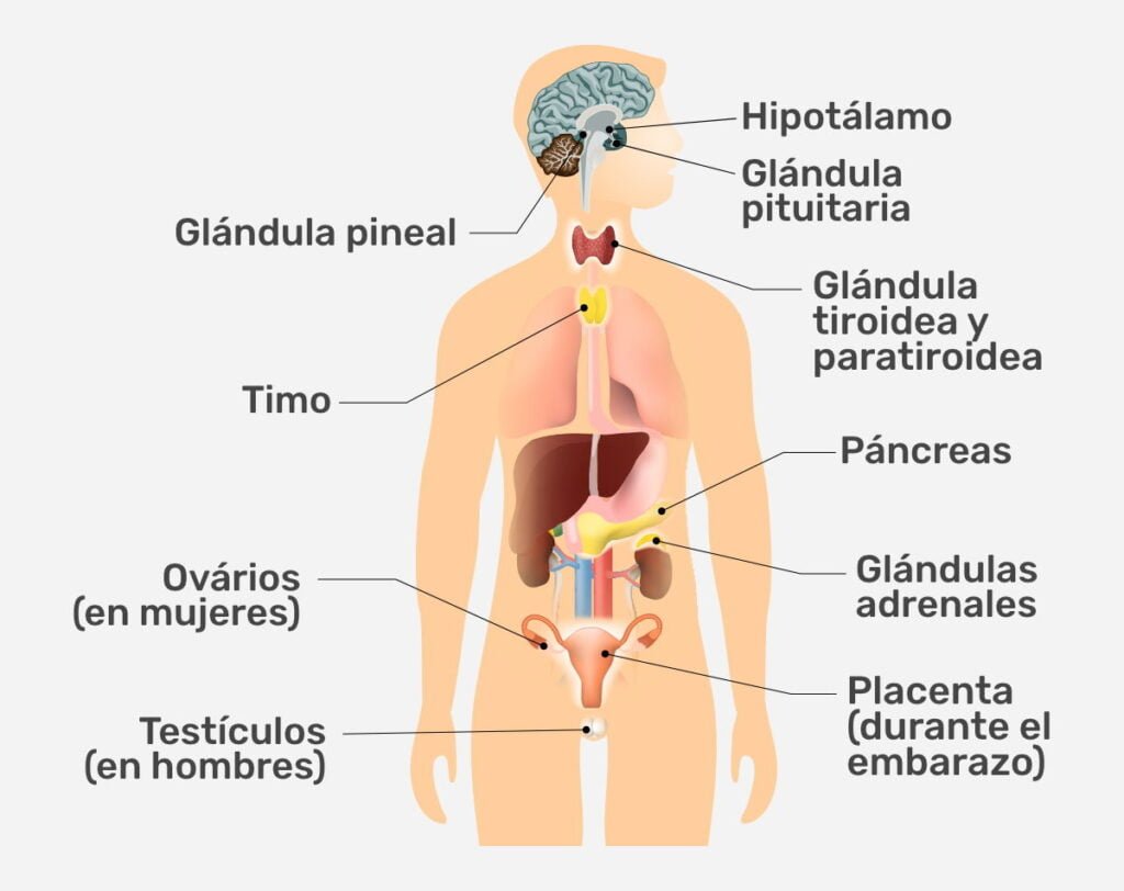 como afectan los esteroides a las glandulas endocrinas