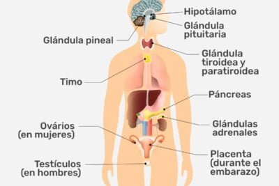 como afectan los esteroides a las glandulas endocrinas