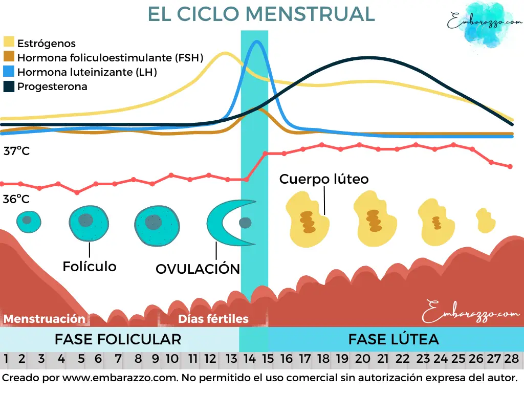 como afectan los estrogenos al ciclo menstrual