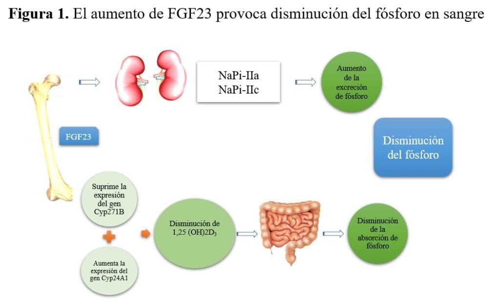 Cómo evolucionan las terapias con hormonas peptídicas 1 como evolucionan las terapias con hormonas peptidicas