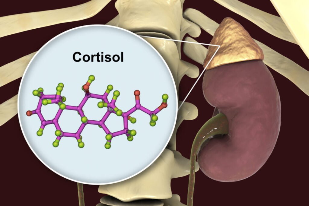 como funciona el ciclo del cortisol en el cuerpo