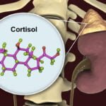 Cómo funciona el ciclo del cortisol en el cuerpo