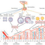 como impacta el ciclo hormonal en la vida sexual