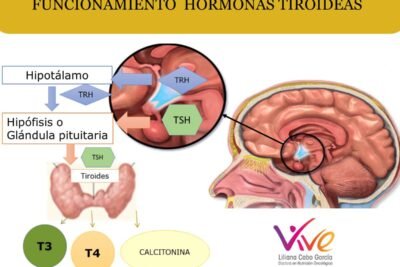 como impacta la tiroides en la funcion metabolica