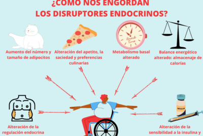 como influye el metabolismo endocrino en el peso