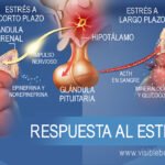 como influyen las hormonas del estres en el metabolismo