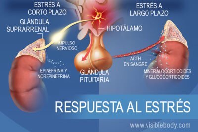 como influyen las hormonas del estres en el metabolismo