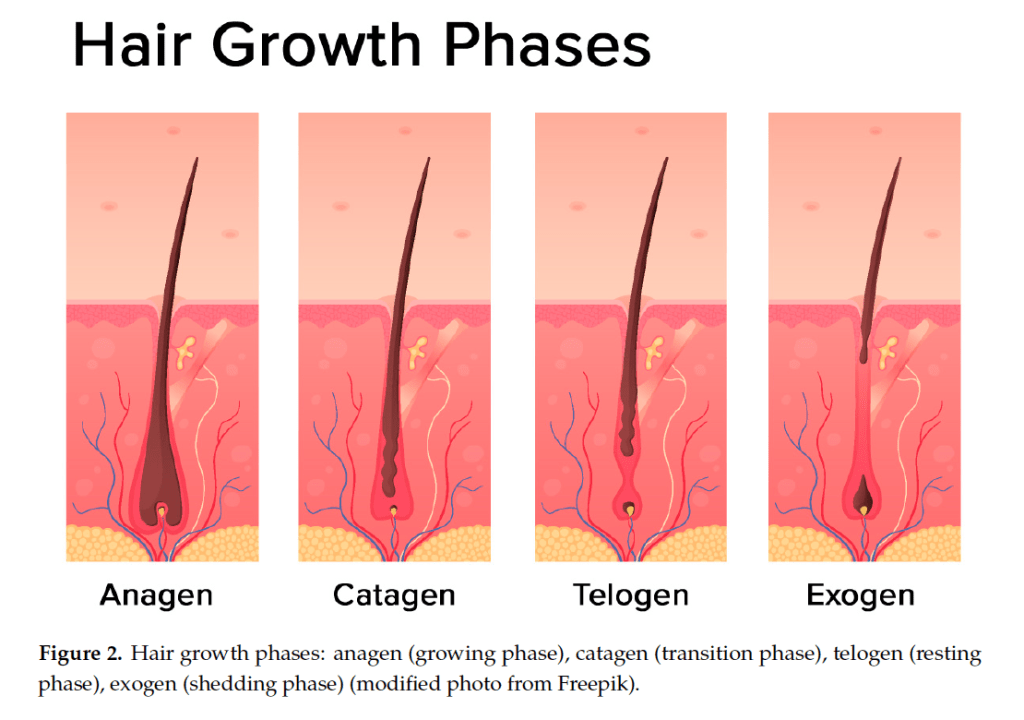 como influyen las hormonas en el crecimiento del cabello