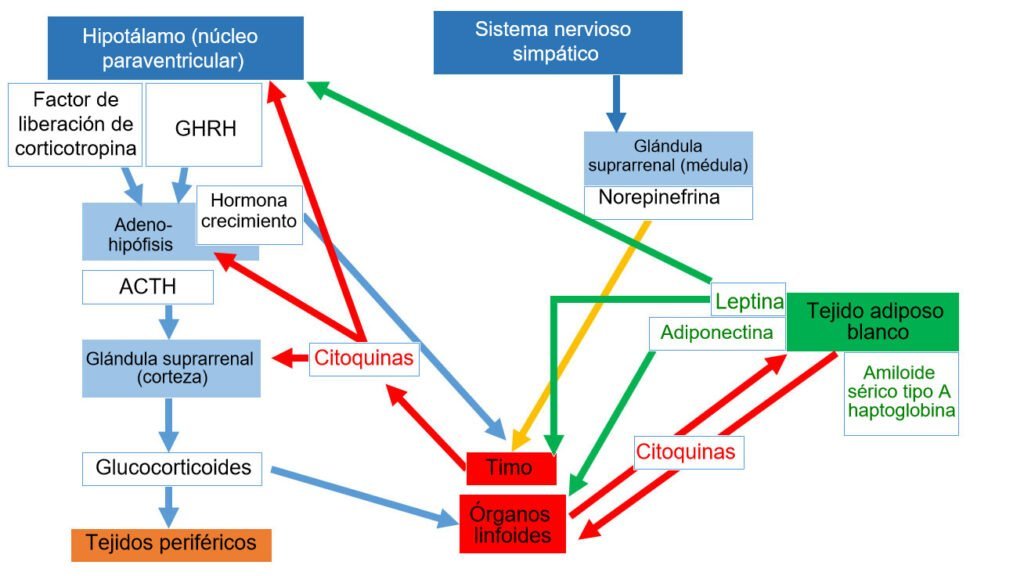 como influyen las hormonas en el sistema inmune