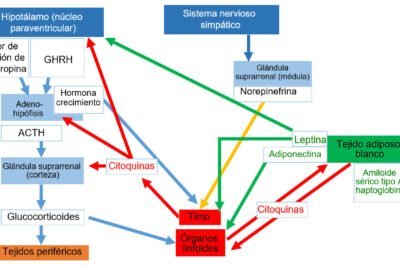 como influyen las hormonas en el sistema inmune