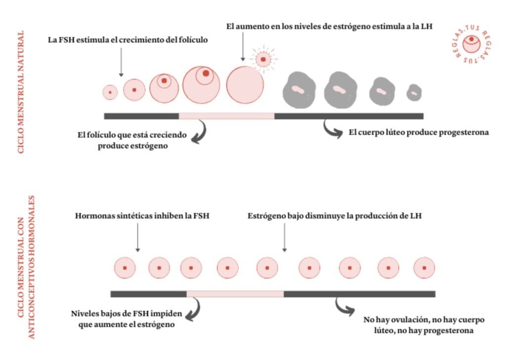 Cómo influyen los anticonceptivos en la progesterona 1 como influyen los anticonceptivos en la progesterona