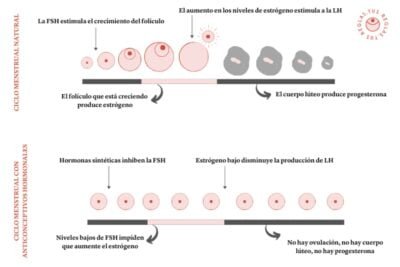 como influyen los anticonceptivos en la progesterona
