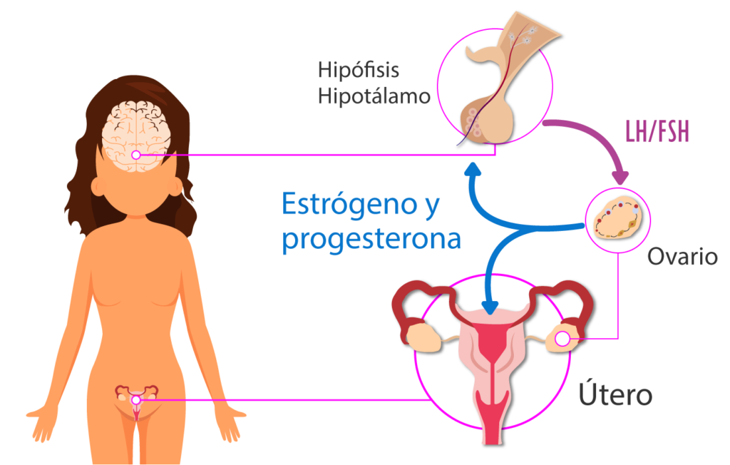 como interactua la progesterona con otros hormonas