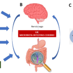 Cómo la microbiota intestinal afecta las hormonas