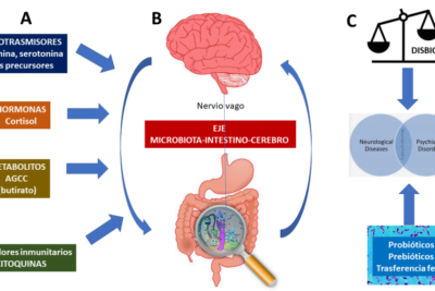 como la microbiota intestinal afecta las hormonas