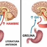 como las hormonas afectan el apetito y el metabolismo