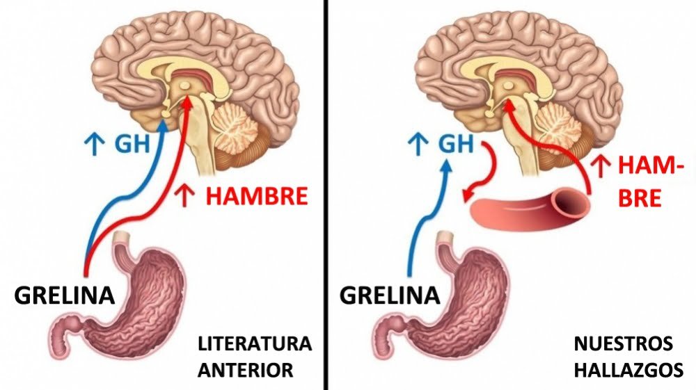 como las hormonas afectan el apetito y el metabolismo