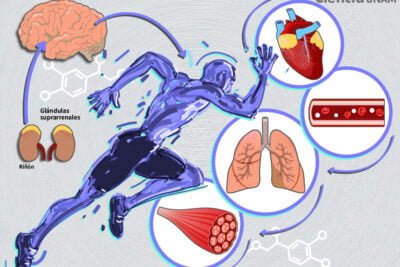 como obtiene el cuerpo energia a traves de las hormonas