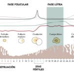 como se gestionan los niveles altos de estrogenos