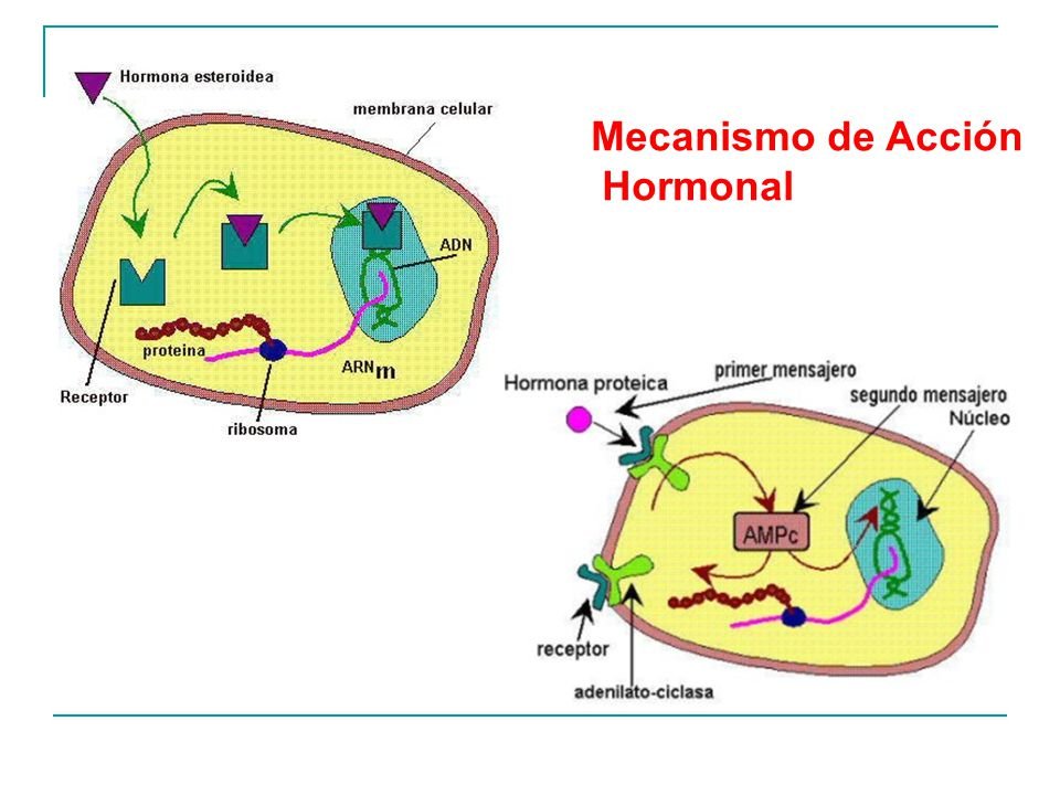 como se producen farmacos basados en hormonas peptidicas