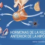 Cómo se producen las hormonas en el cuerpo humano