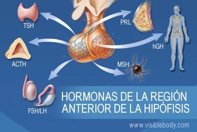 como se producen las hormonas en el cuerpo humano