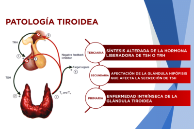 como se producen los anticuerpos en la tirotoxicosis