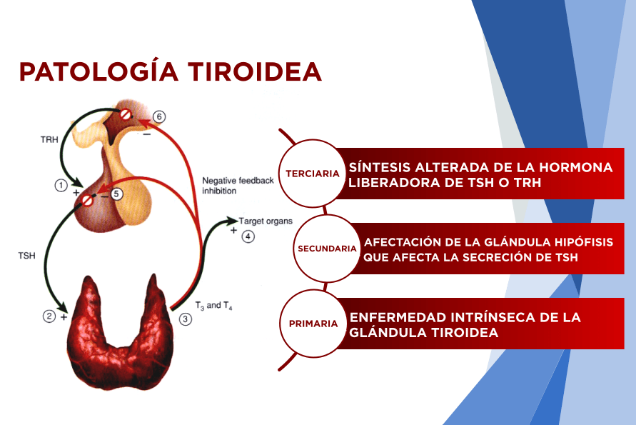 como se producen los anticuerpos en la