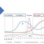 como se regula el ciclo menstrual por las glandulas