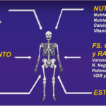 como se relaciona el crecimiento con la salud osea