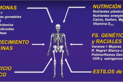 como se relaciona el crecimiento con la salud osea