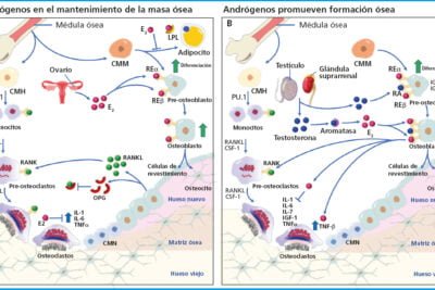 como se relaciona el eje hormonal con la salud osea