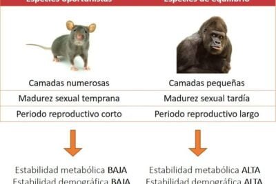 como se relaciona el metabolismo con la longevidad