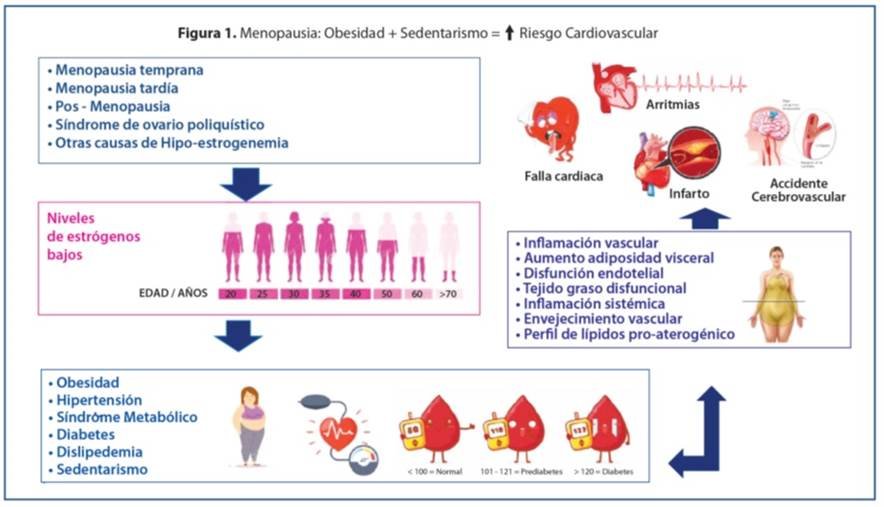 Cómo se relaciona la menopausia con el sobrepeso 1 como se relaciona la menopausia con el sobrepeso