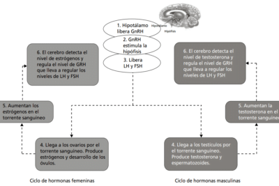 como se relaciona la pubertad con el crecimiento