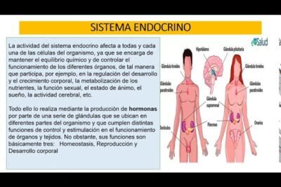 como se relacionan las glandulas con las emociones