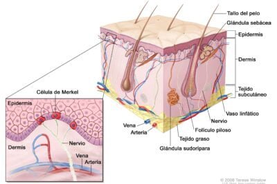 como se trata el cancer neuroendocrino a nivel celular