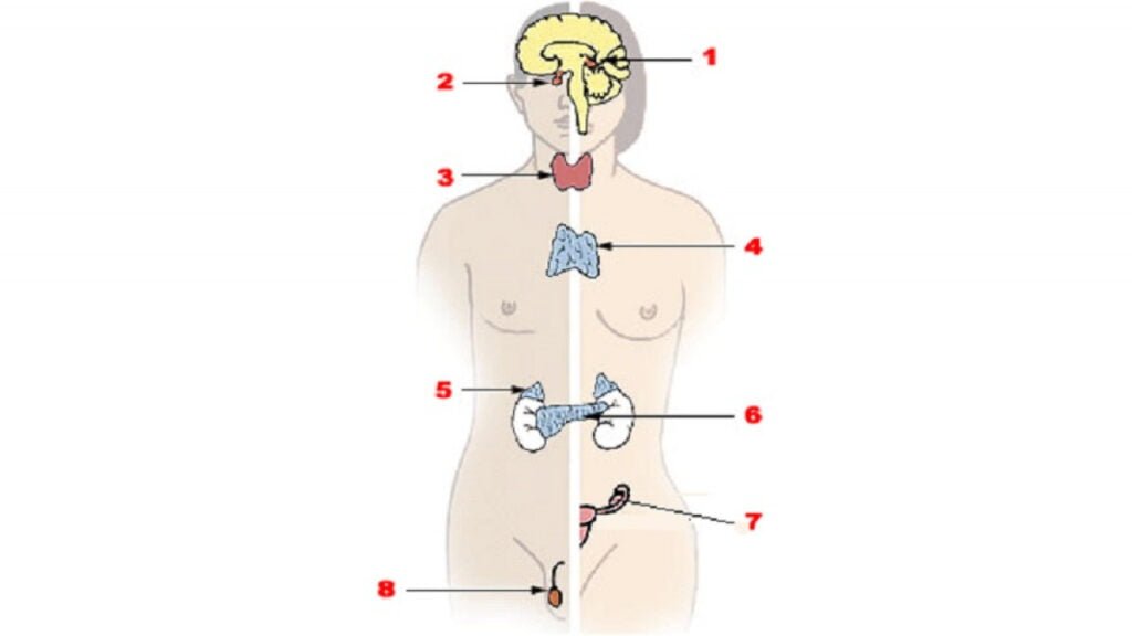 como son los estudios de casos en neuroendocrinologia