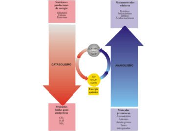 comprendiendo el anabolismo funciones e importancia esencial