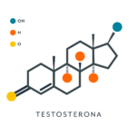 Comunicación de la testosterona con sistemas hormonales asociados