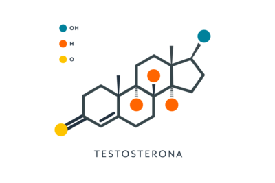 comunicacion de la testosterona con sistemas hormonales asociados