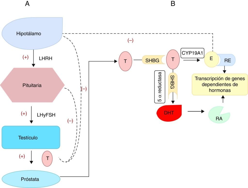 conexion entre hormonas peptidicas e inflamacion cronica