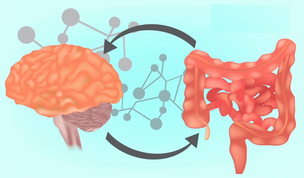 conexion entre hormonas peptidicas y microbiota intestinal