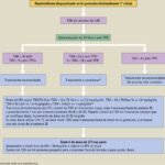 controles de salud tras tratamiento tiroideo pautas y recomendaciones