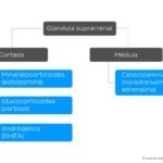 cortisol y glandulas suprarrenales produccion y relacion clave