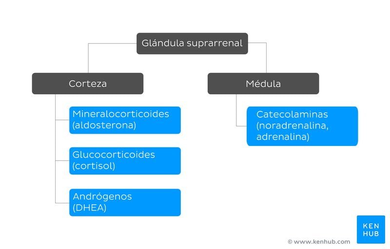 cortisol y glandulas suprarrenales produccion y relacion clave