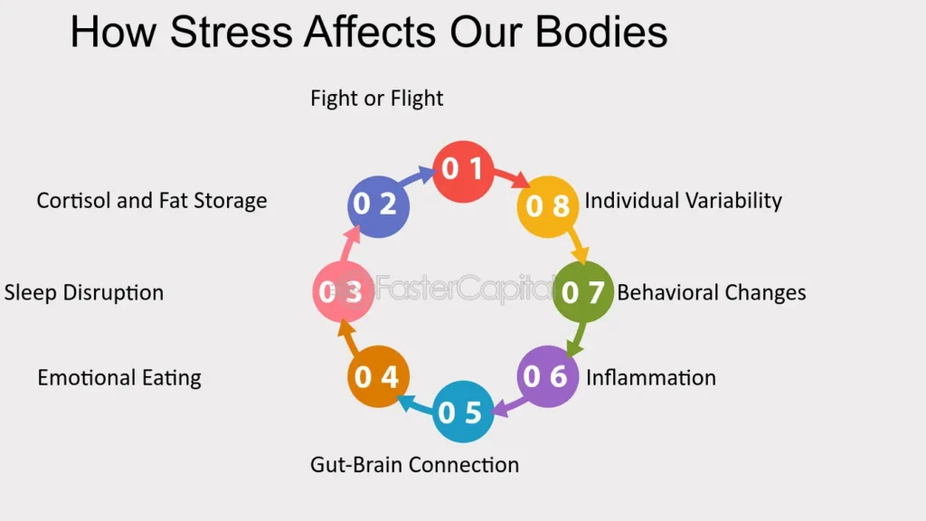 cortisol y su impacto en la obesidad un analisis profundo