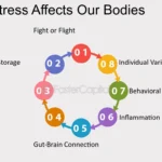 Cortisol y su impacto en la obesidad: un análisis profundo