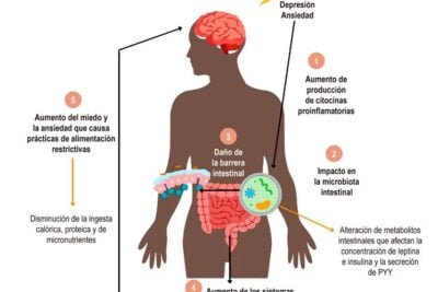 cortisol y su impacto en la salud digestiva evidencia actual