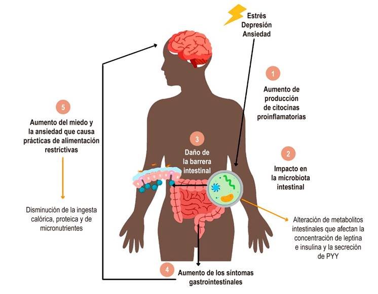 cortisol y su impacto en la salud digestiva evidencia actual